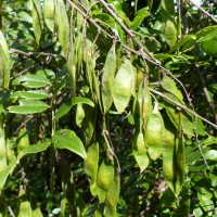 Brachypterum scandens (Roxb.) Miq.